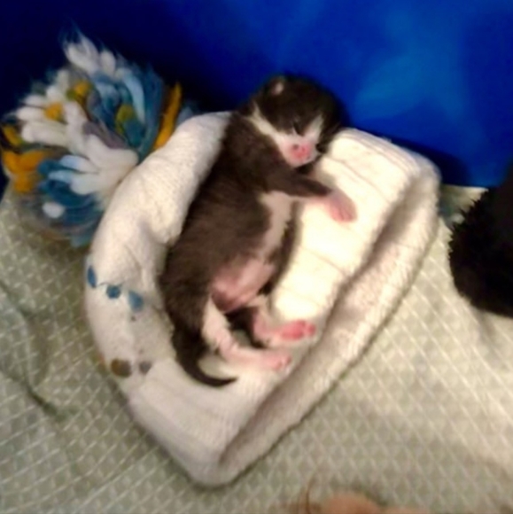 Chemo Treatments for My 3 year old cat, Lrrr - Picture 6 of 12